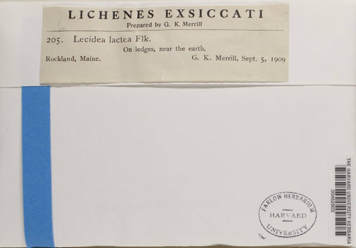 Lecidea lactea image