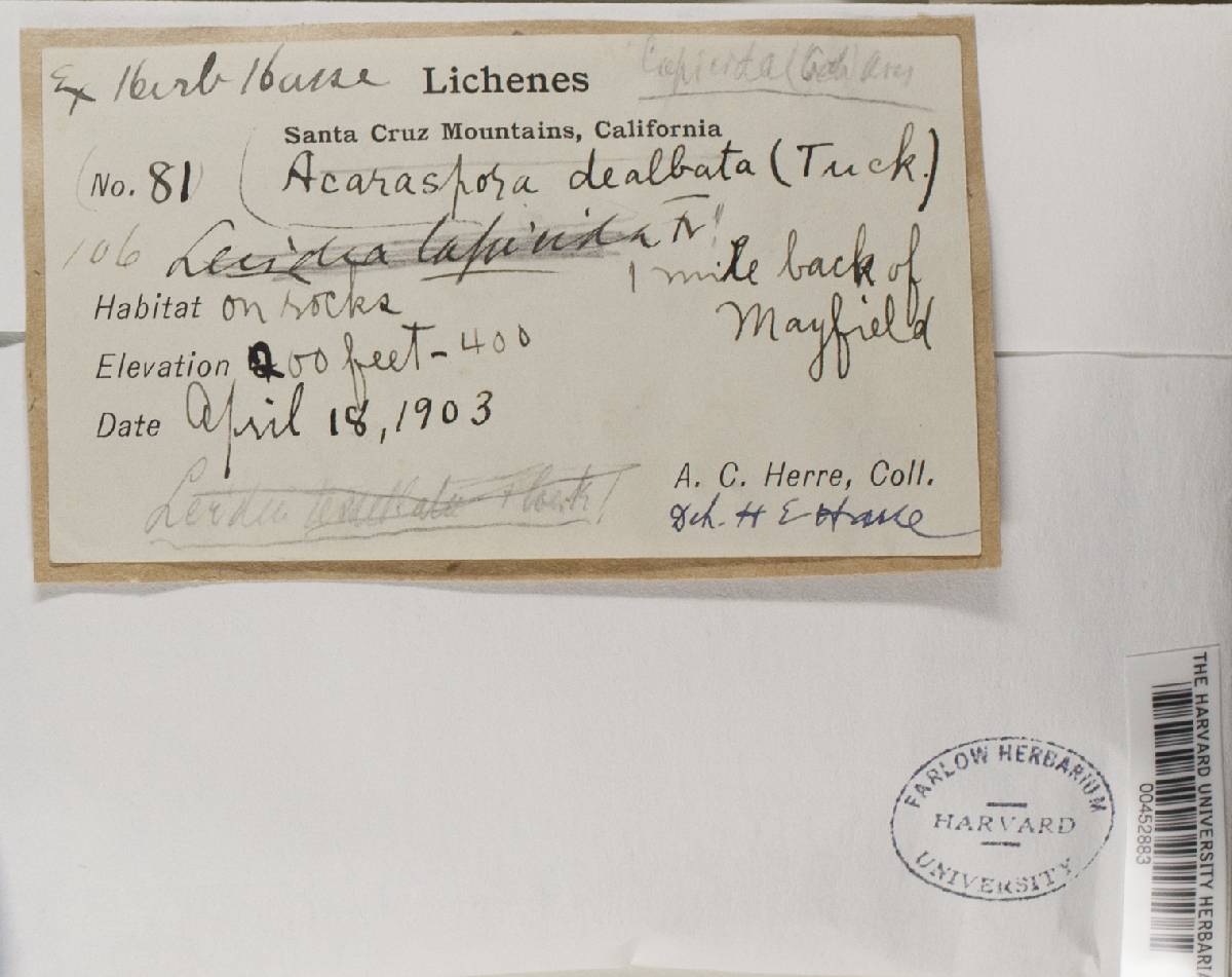 Lecidea lapicida image