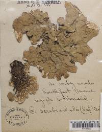 Lobaria scrobiculata image