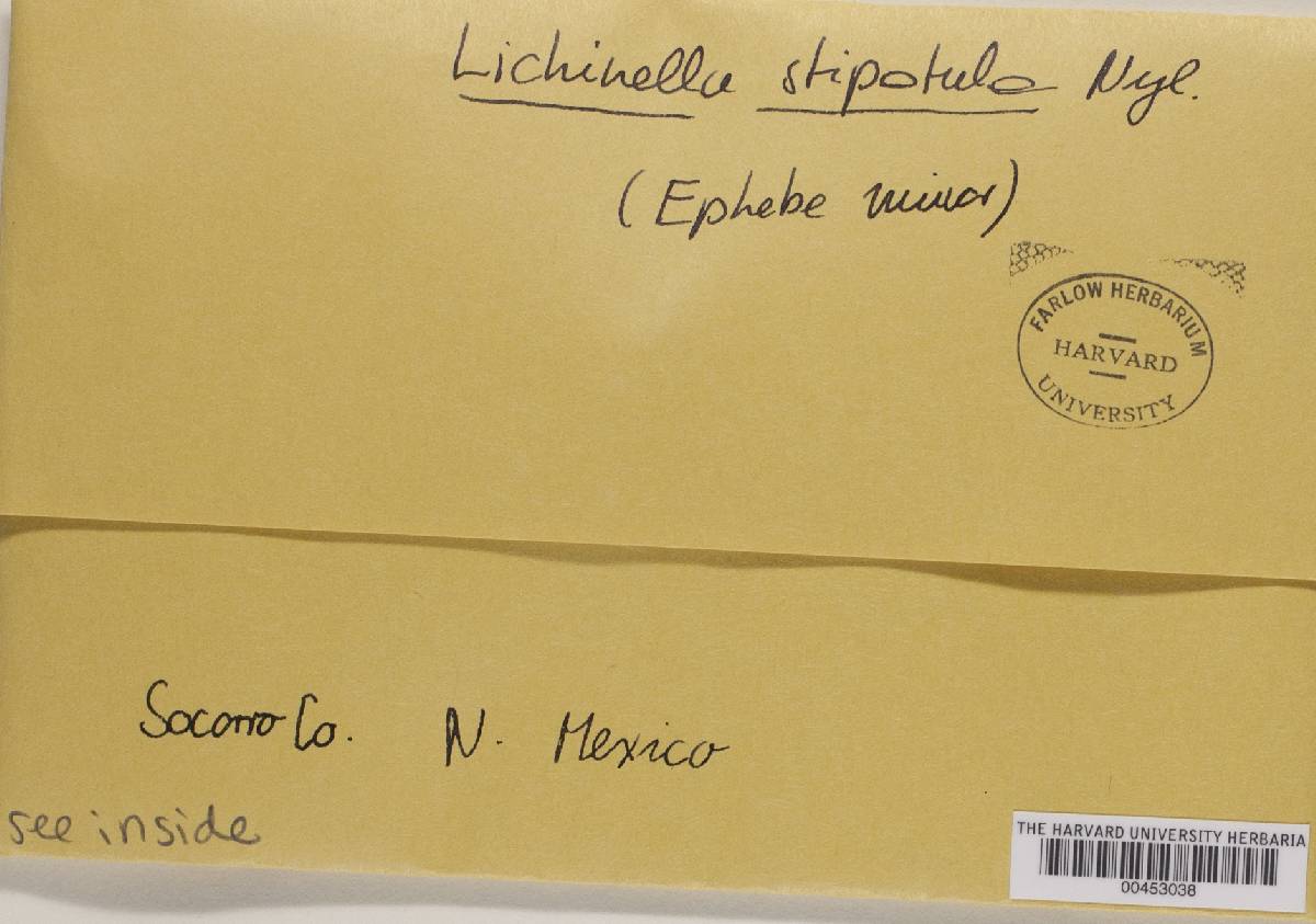 Lichinella stipatula image