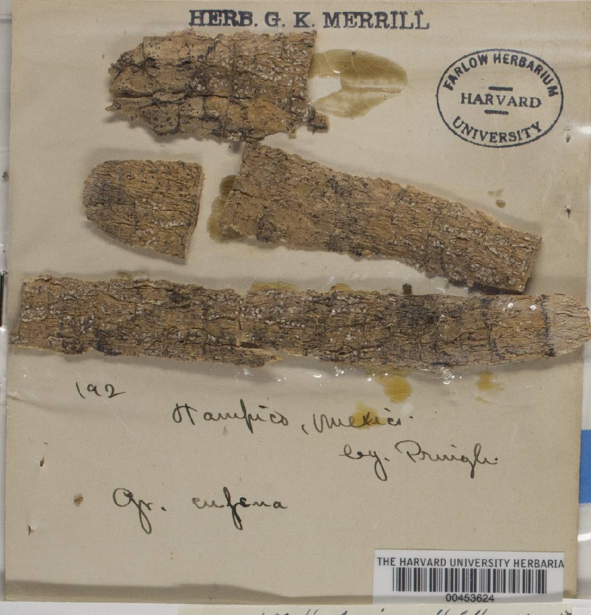 Medusulina image