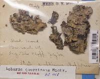 Lobaria quercizans image