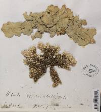 Lobaria scrobiculata image