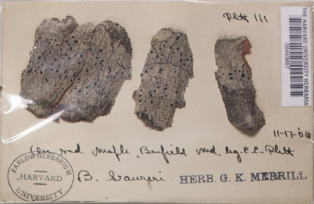 Megalaria image