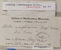 Lobaria quercizans image