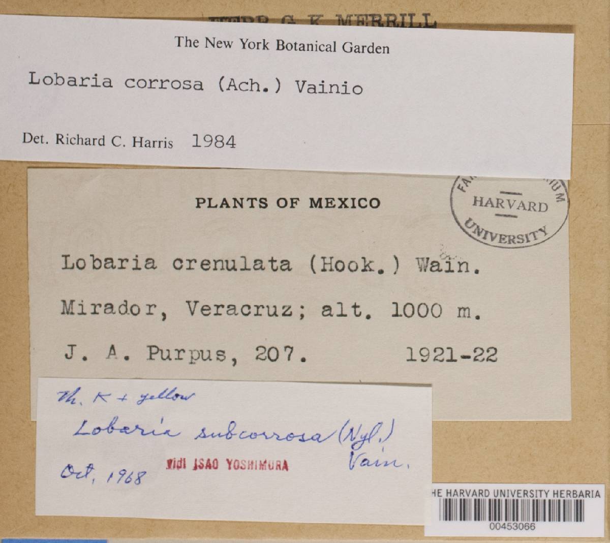 Lobaria corrosa image