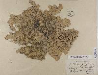 Lobaria quercizans image