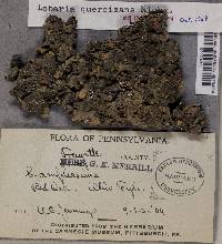 Lobaria quercizans image