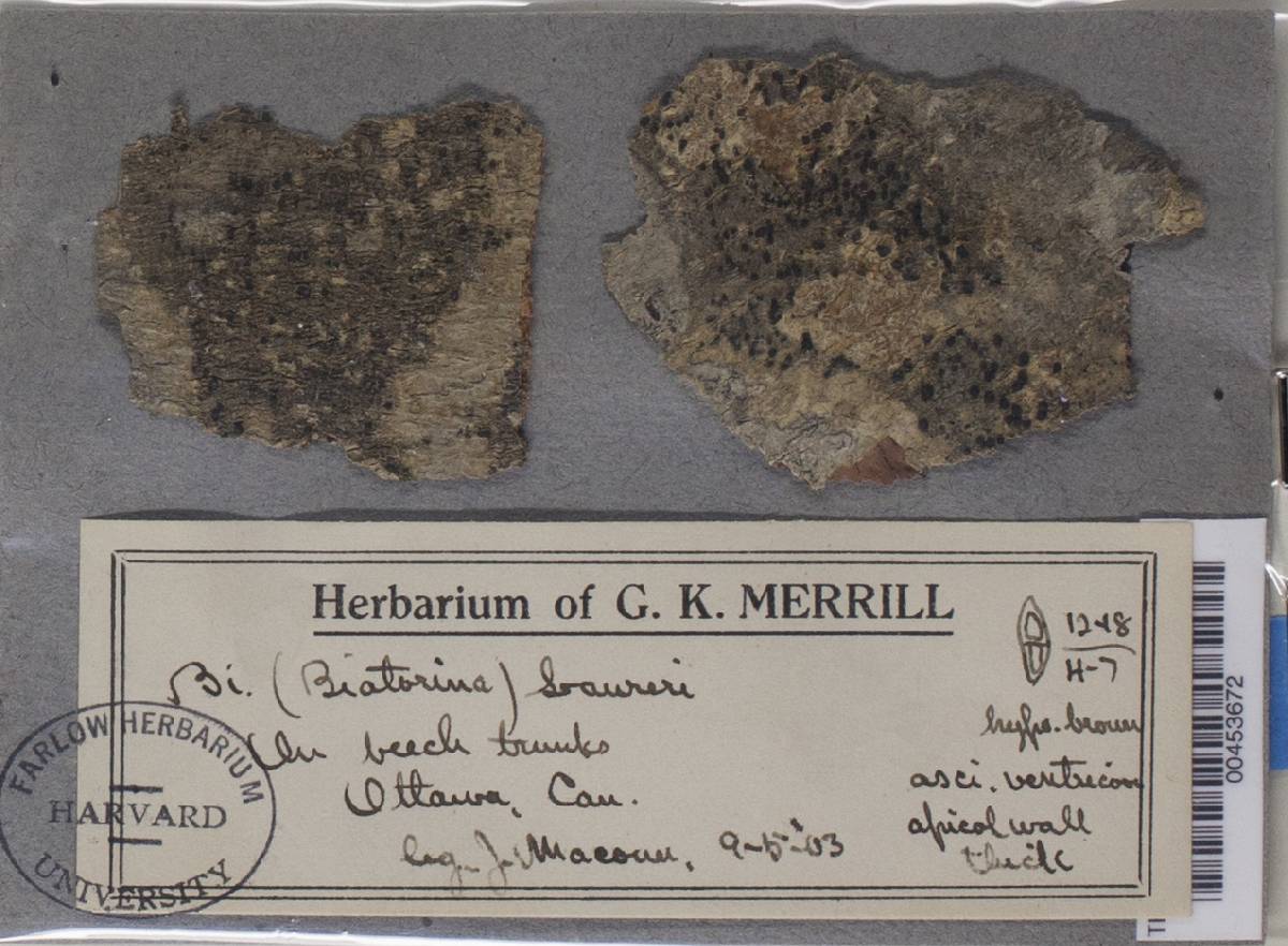 Megalaria laureri image