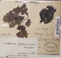 Lobaria quercizans image