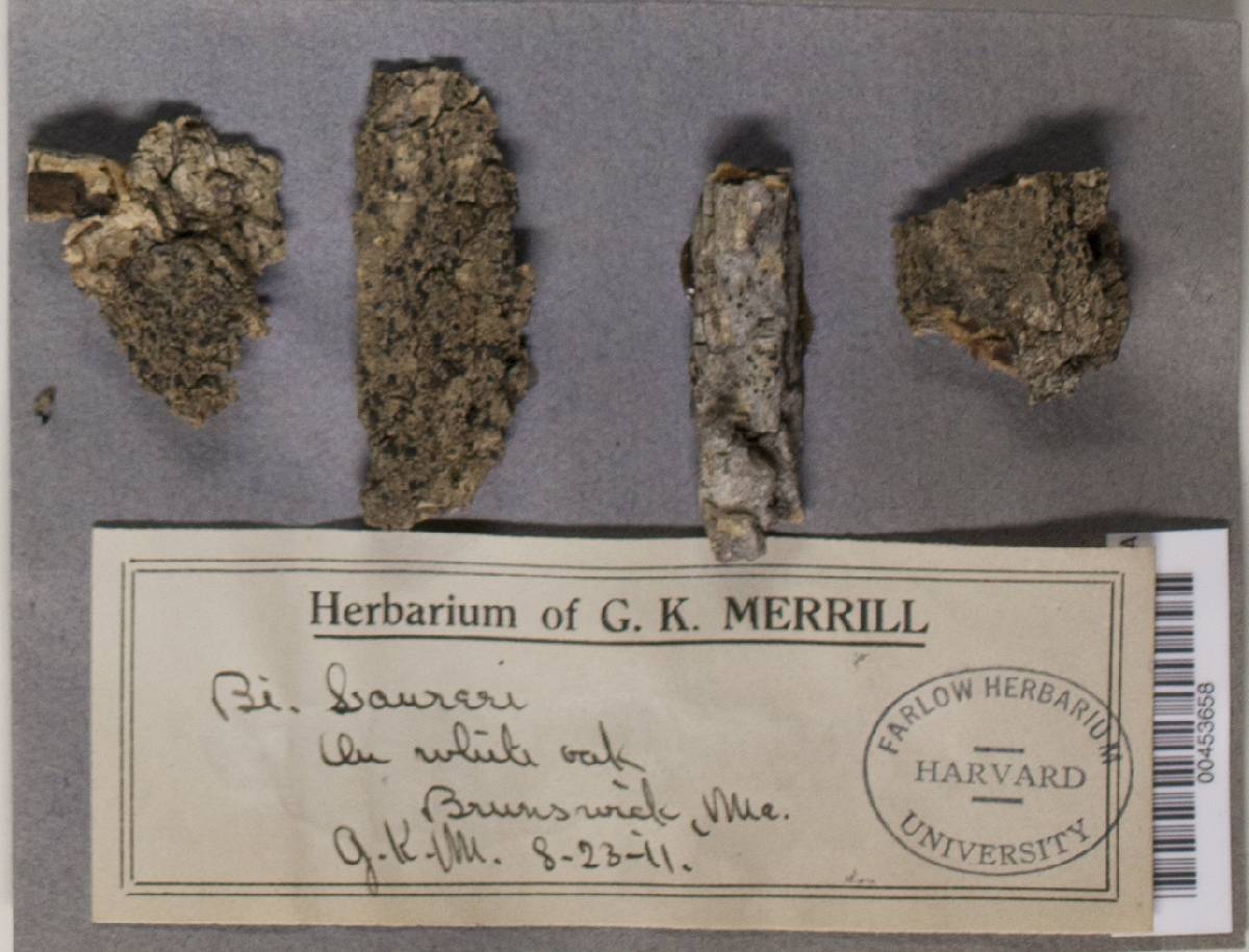 Megalaria laureri image