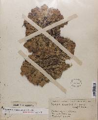 Lobaria quercizans image