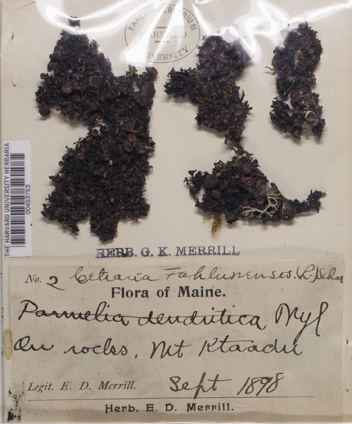 Melanelia commixta image