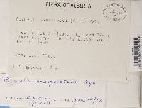 Melanohalea exasperatula image