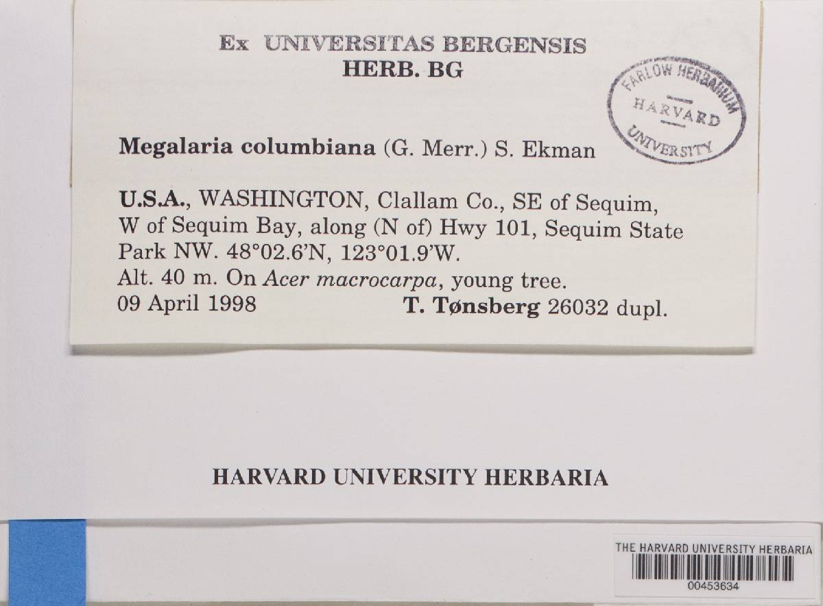 Megalariaceae image