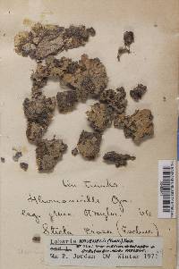 Lobaria ravenelii image