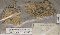 Lobaria oregana image