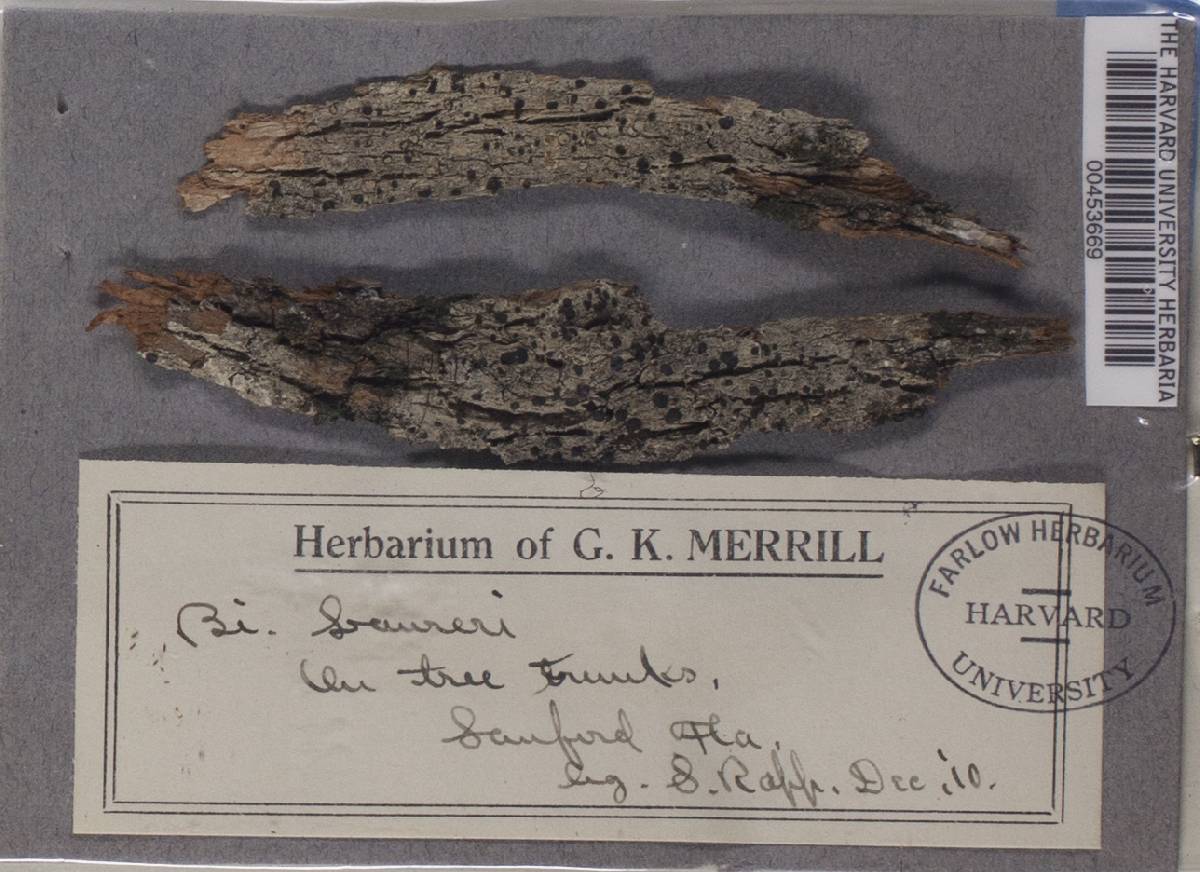 Megalaria laureri image