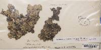 Lobaria quercizans image