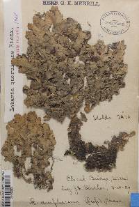 Lobaria quercizans image