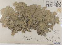 Lobaria scrobiculata image