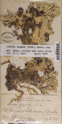 Lobaria oregana image