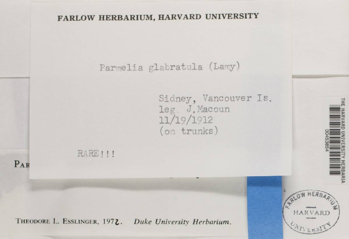 Melanelixia fuliginosa image
