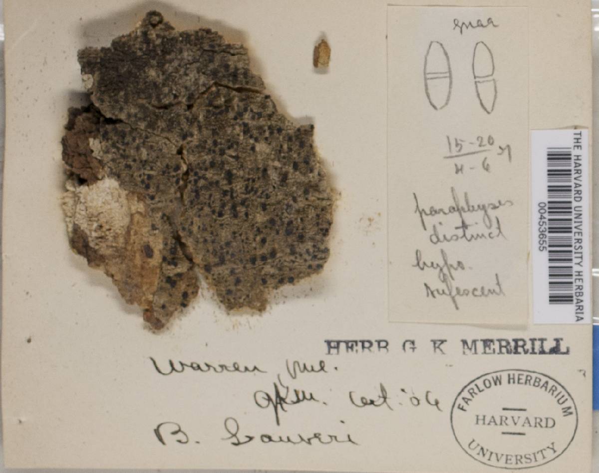 Megalaria laureri image