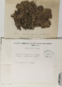 Lobaria quercizans image