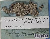 Loxospora ochrophaea image