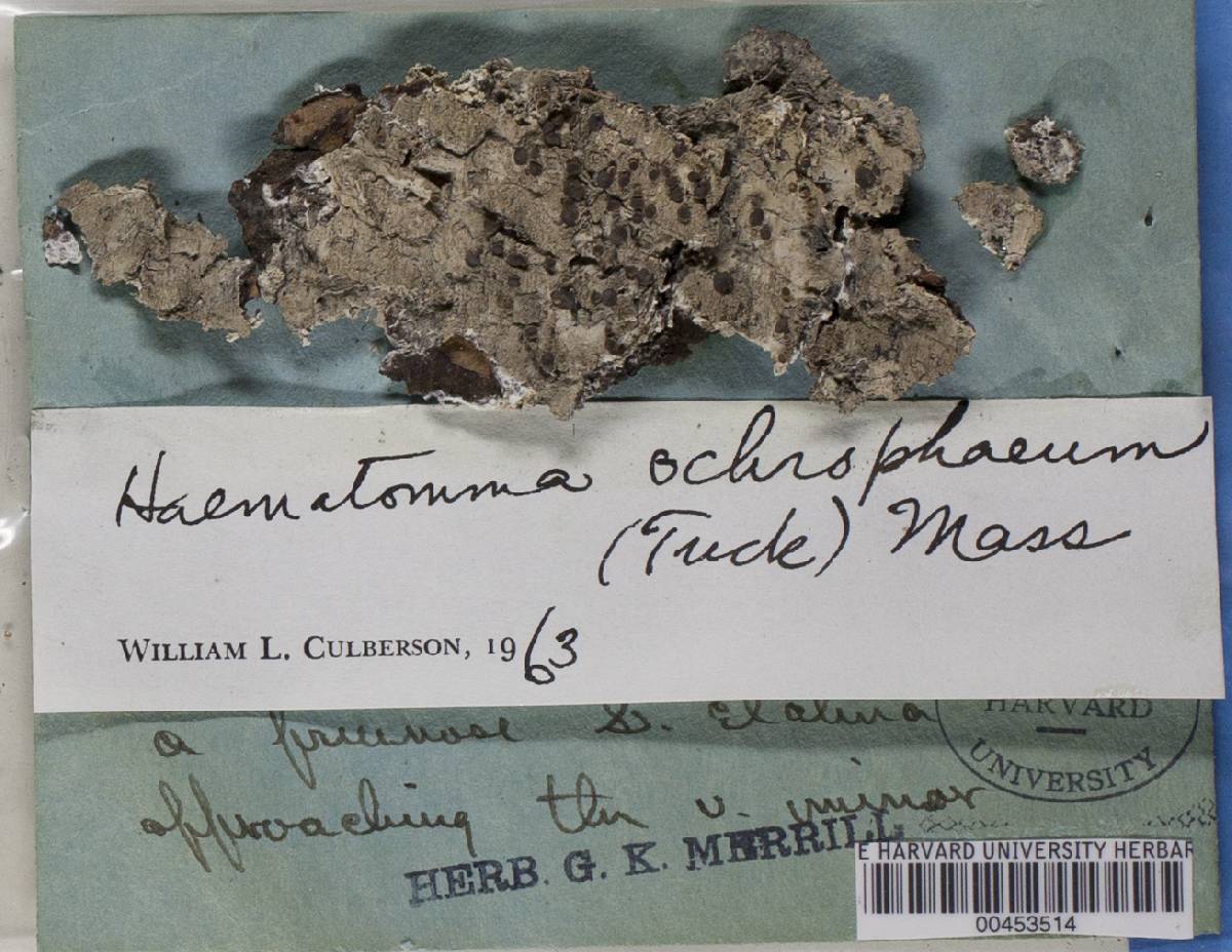 Loxospora ochrophaea image
