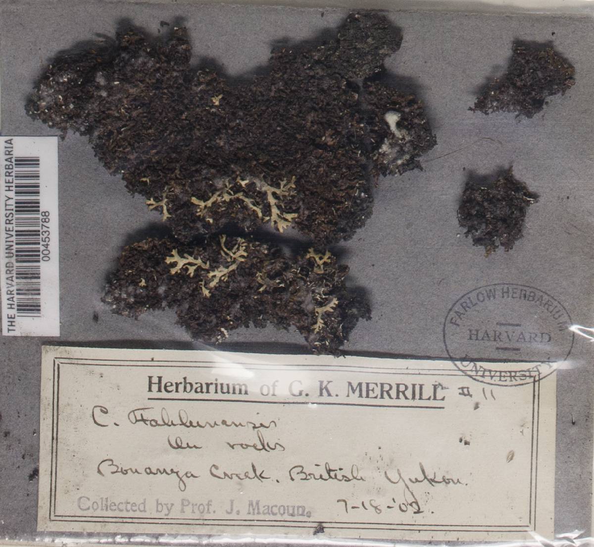 Melanelia commixta image