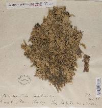 Lobaria quercizans image