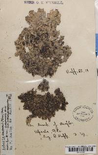 Lobaria ravenelii image