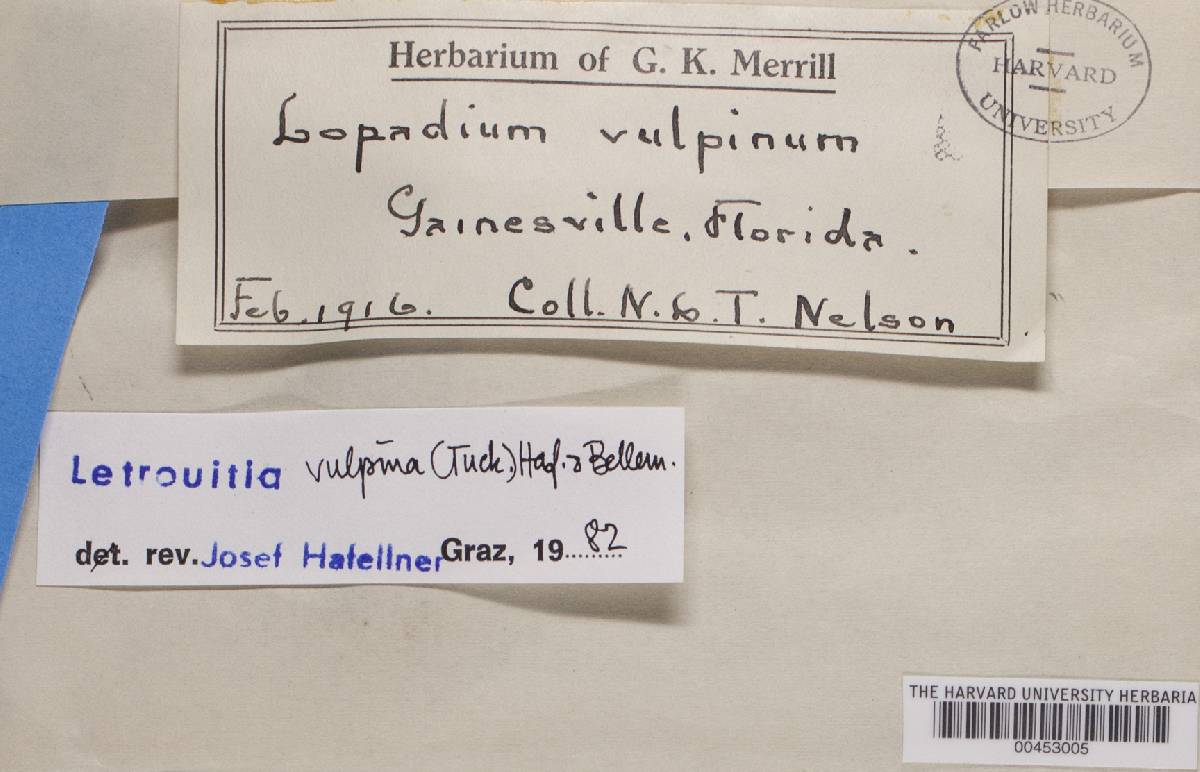 Letrouitia vulpina image