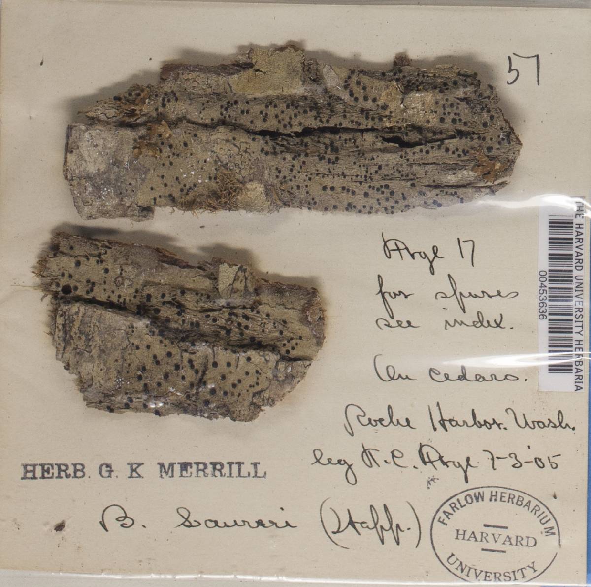 Megalaria columbiana image