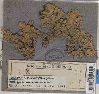 Lobaria ravenelii image