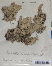 Lobaria dissecta image