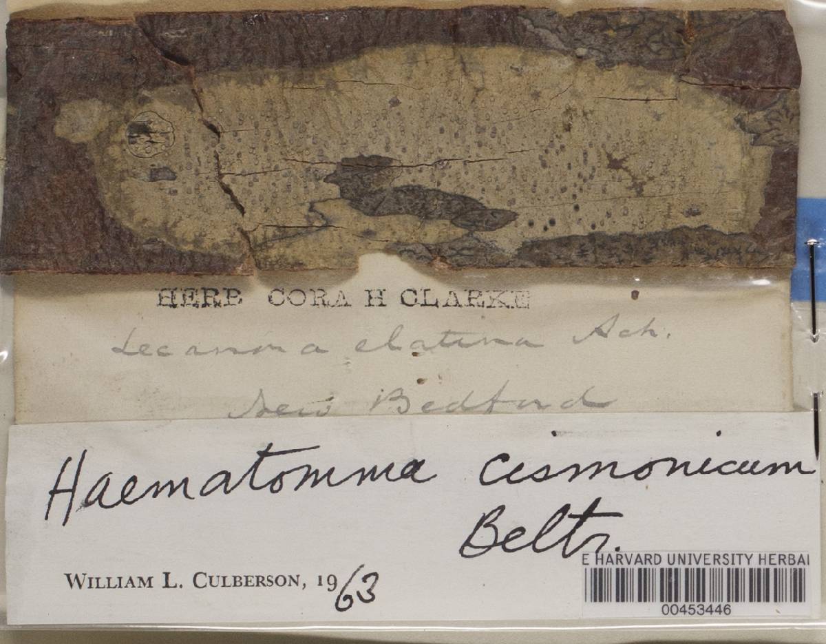 Loxospora cismonica image