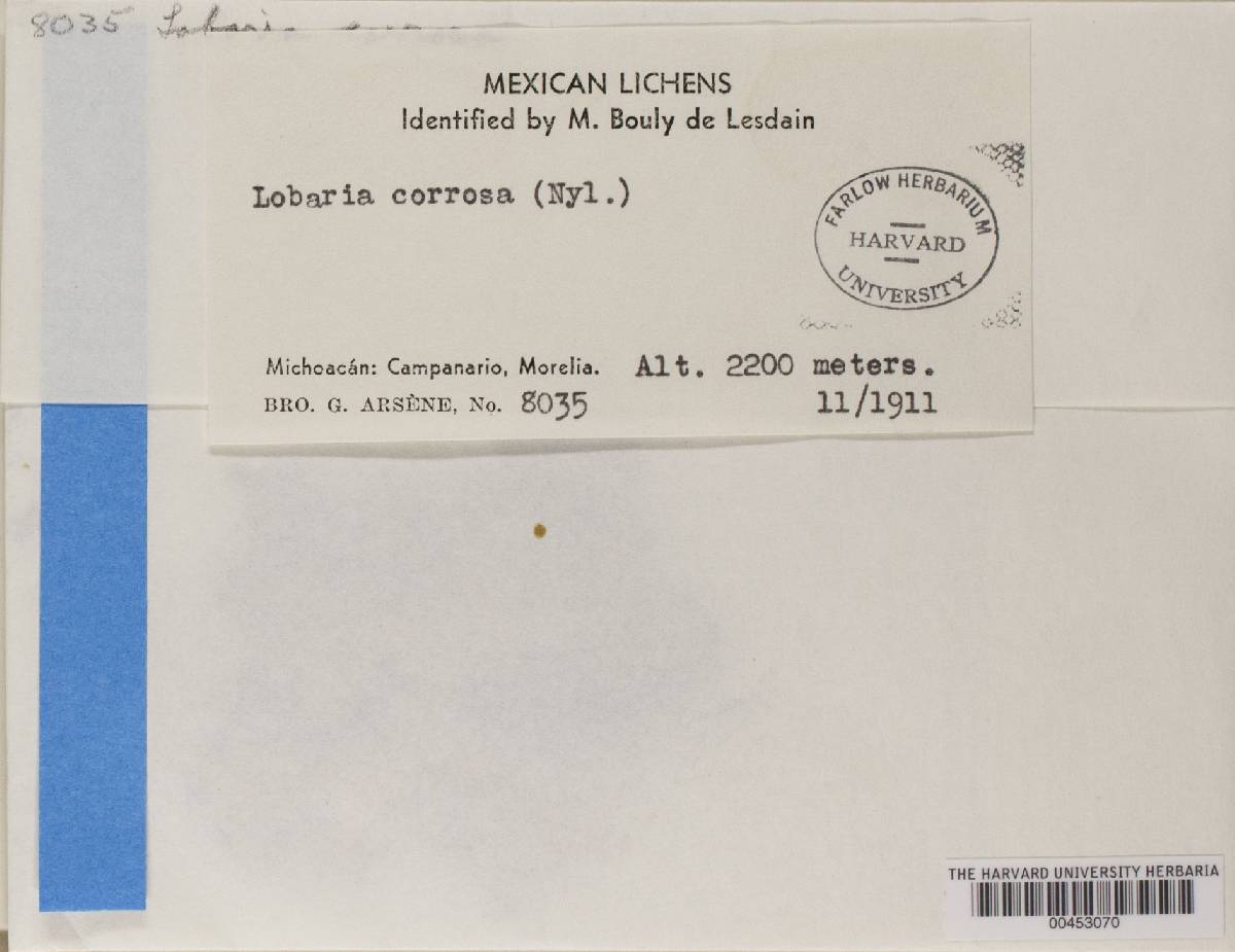 Lobaria corrosa image