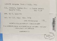 Lobaria oregana image