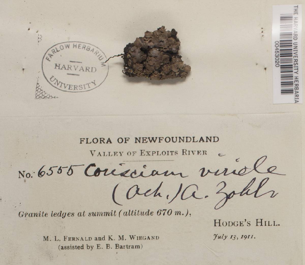 Lichenomphalia hudsoniana image