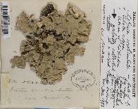 Lobaria scrobiculata image