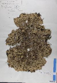 Lobaria quercizans image