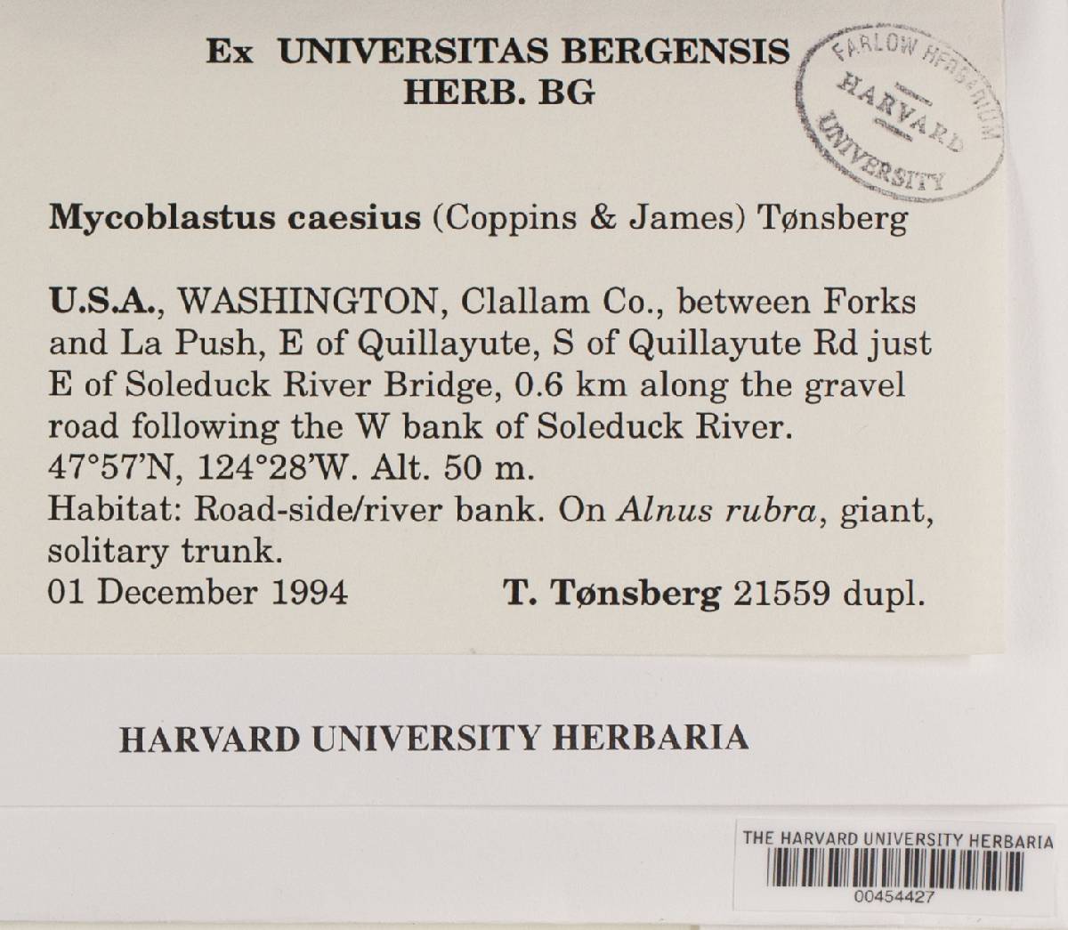 Mycoblastus caesius image