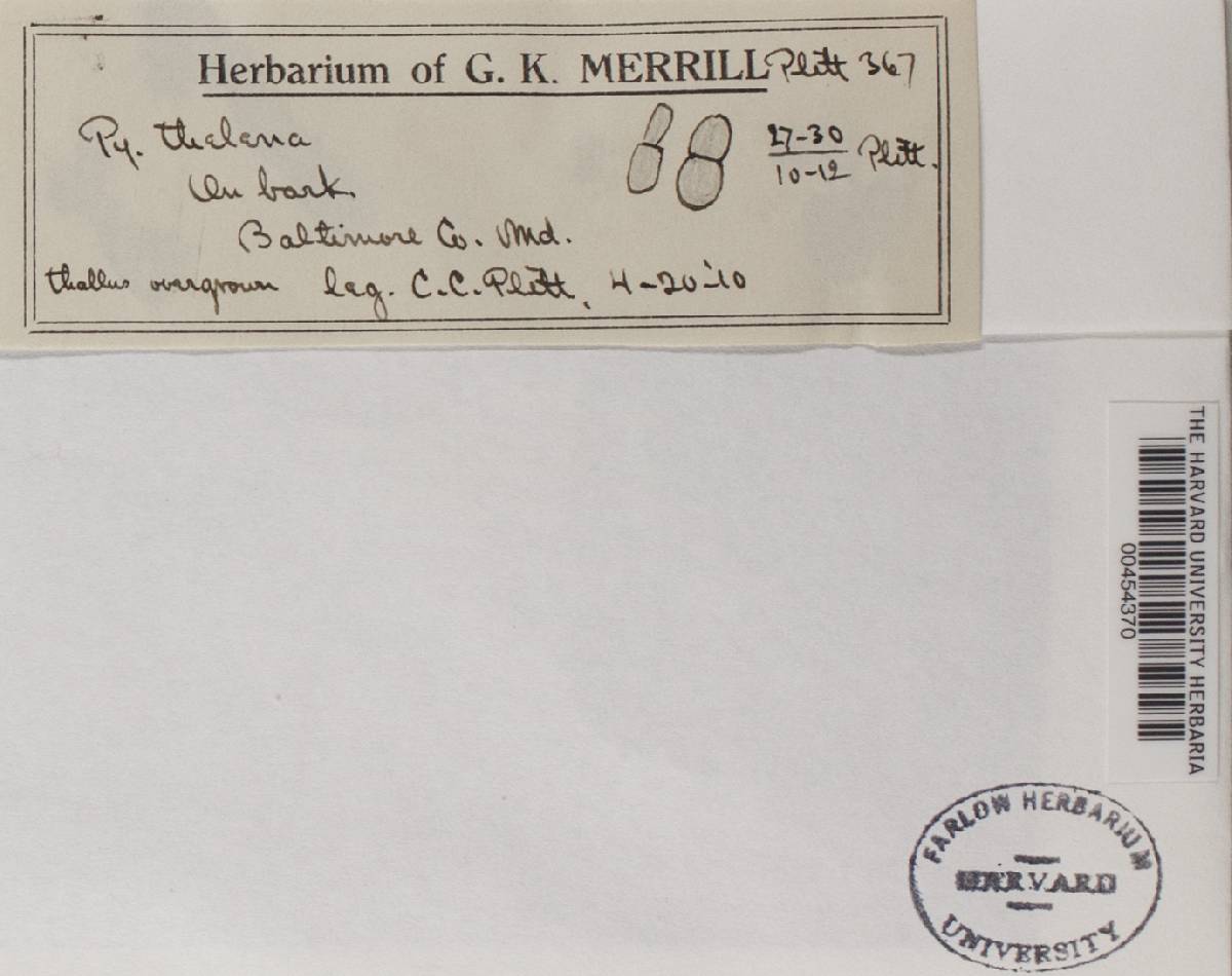 Microthelia thelena image