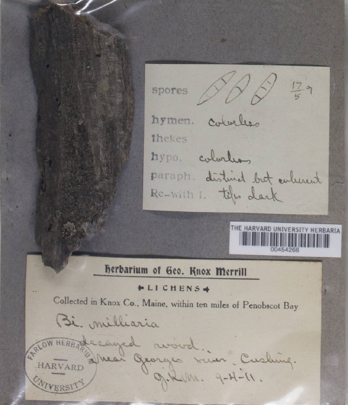 Micarea lignaria var. lignaria image