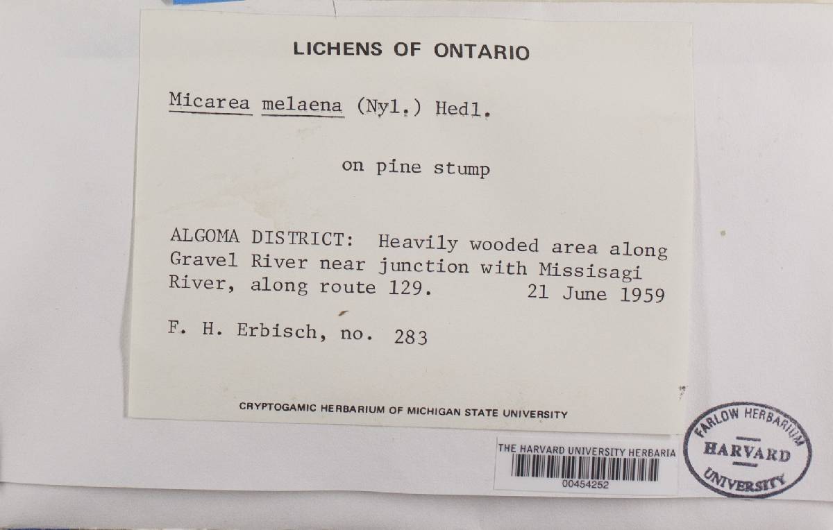 Micarea melaena image