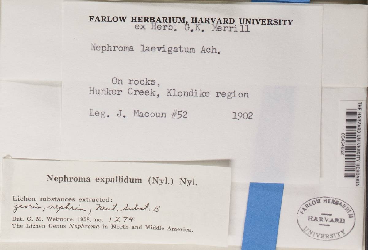 Nephroma expallidum image
