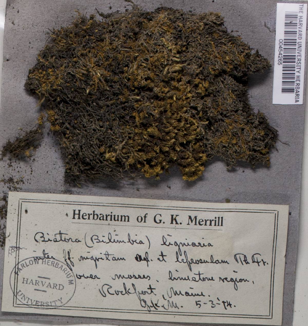 Micarea lignaria var. lignaria image